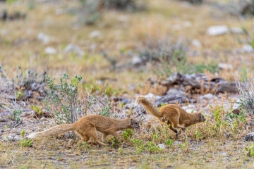 RHO_2017-11-23_Fuchsmangusten_3682