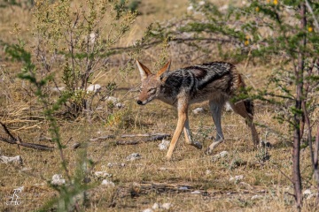 RHO_2017-11-23_Schabrackenschakal_2090
