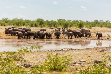 RHO_2017-11-24_Afrik_Elefanten_3920