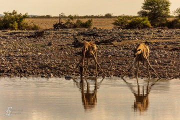 RHO_2017-11-24_Giraffen_4036