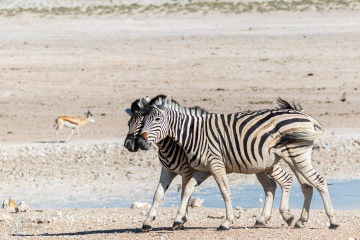 RHO_2017-11-24_Steppenzebras_4827
