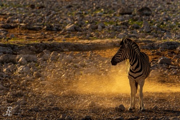 RHO_2017-11-24_Steppenzebras_4955