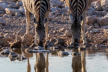 RHO_2017-11-24_Steppenzebras_5001