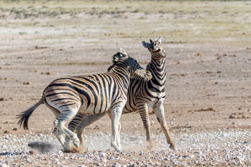 RHO_2017-11-24_Steppenzebras_7D2_4854
