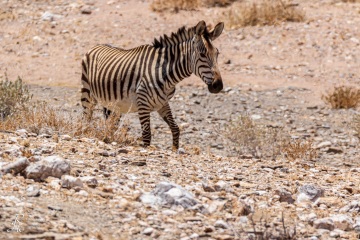 RHO_2017-12-03_Bergzebra_8111