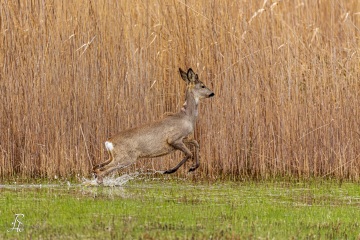RHO_2018-04-05_Rehbock_3628