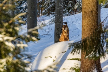 RHO_2019-01-02_Bayerwald_Luchs_4824