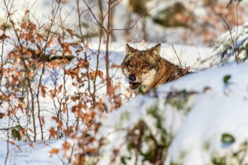 RHO_2019-01-02_Bayerwald_Luchs_4860