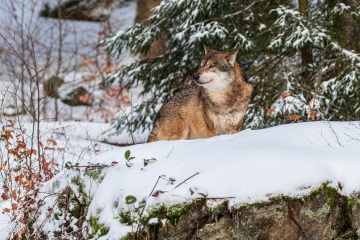 RHO_2019-01-02_Bayerwald_Luchs_5096