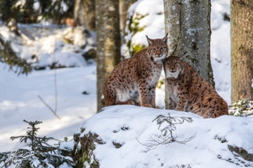RHO_2019-01-02_Luchs_4561