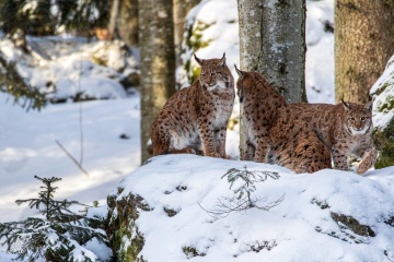 RHO_2019-01-02_Luchs_4573