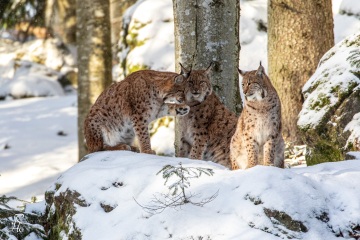 RHO_2019-01-02_Luchs_4586
