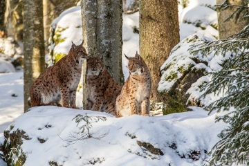 RHO_2019-01-02_Luchs_4624