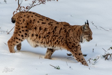 RHO_2019-01-02_Luchs_4704