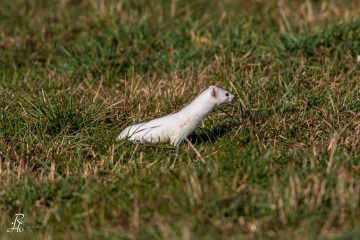 RHO_2020-02-09_Hermelin_0992