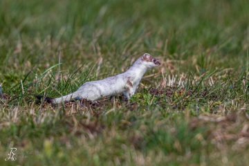 RHO_2020-03-01_Hermelin_1471