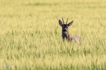 RHO_2020-05-10_Rehbock_2978