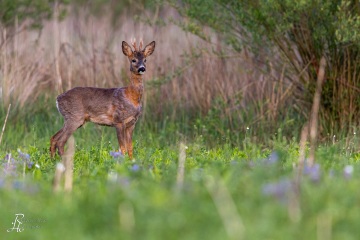 RHO_2020-05-12_Rehbock_3134