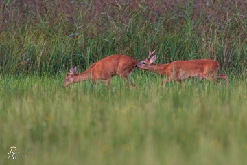 RHO_2020-08-07_Rehe_0125