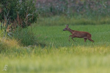 RHO_2020-08-11_Rehe_8165