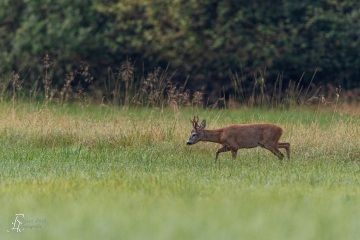 RHO_2020-08-11_Rehe_8204