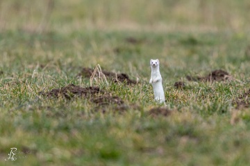 RHO_2021-02-27_Hermelin_1207