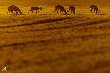 RHO_2022-03-09_Rehe_0075