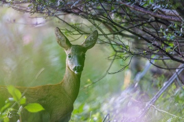 RHO_2022-08-10_Rehe_4211