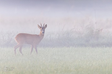 RHO_2022-08-12_Rehe_4318