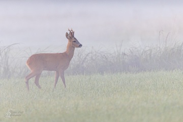 RHO_2022-08-12_Rehe_4331