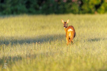 RHO_2022-08-12_Rehe_4393
