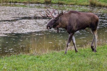 RHO_2022-09-24_Wildpark_Poing_7733
