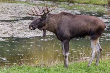 RHO_2022-09-24_Wildpark_Poing_7749