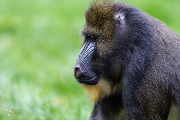 RHO_2022-10-19_Mandrill_0261