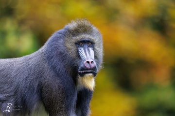 RHO_2022-10-19_Mandrill_0282