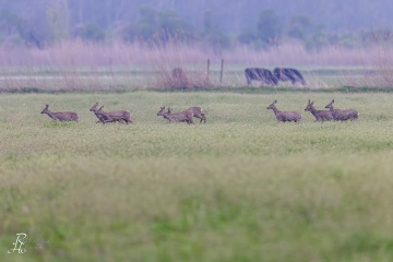 RHO_2023-04-19_Rehe_4093