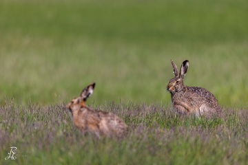RHO_2023-04-22_Feldhase_6867