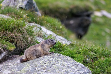 RHO_2023-07-10_Murmeltiere_6535