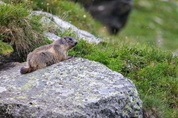 RHO_2023-07-10_Murmeltiere_6558