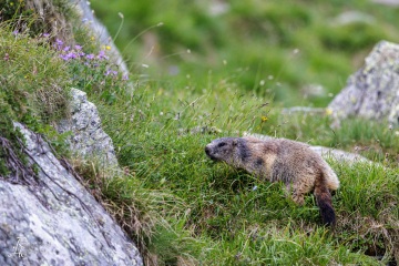 RHO_2023-07-10_Murmeltiere_6591