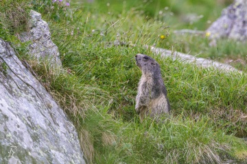 RHO_2023-07-10_Murmeltiere_6653