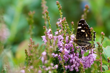 RHO_2009-07-12_Haspelmoor_4657