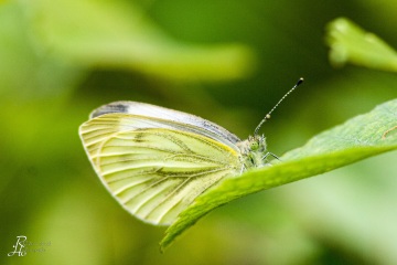 RHO_2009-07-12_Haspelmoor_4659