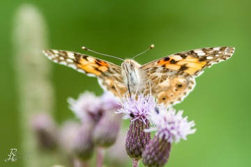 RHO_2009-07-12_Haspelmoor_4704