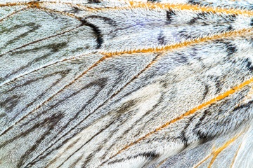 RHO_2011-05-07_Gabelschwanz_6316