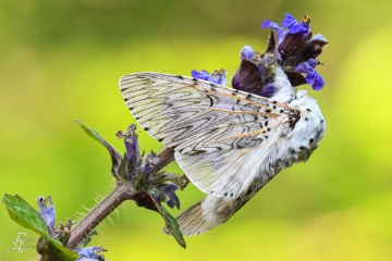 RHO_2011-05-07_Gabelschwanz_6318