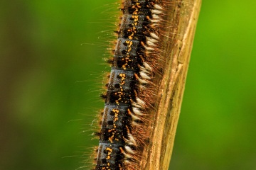 RHO_2011-05-08_Haspelmoor_6423