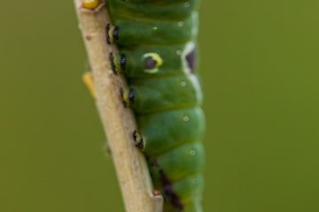 RHO_2012-06-30_Raupe_Gabelschwanz_1547
