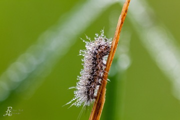 RHO_2012-10-03_Haspelmoor_8212