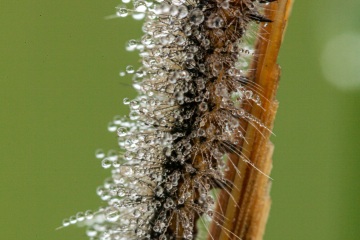 RHO_2012-10-03_Haspelmoor_8219